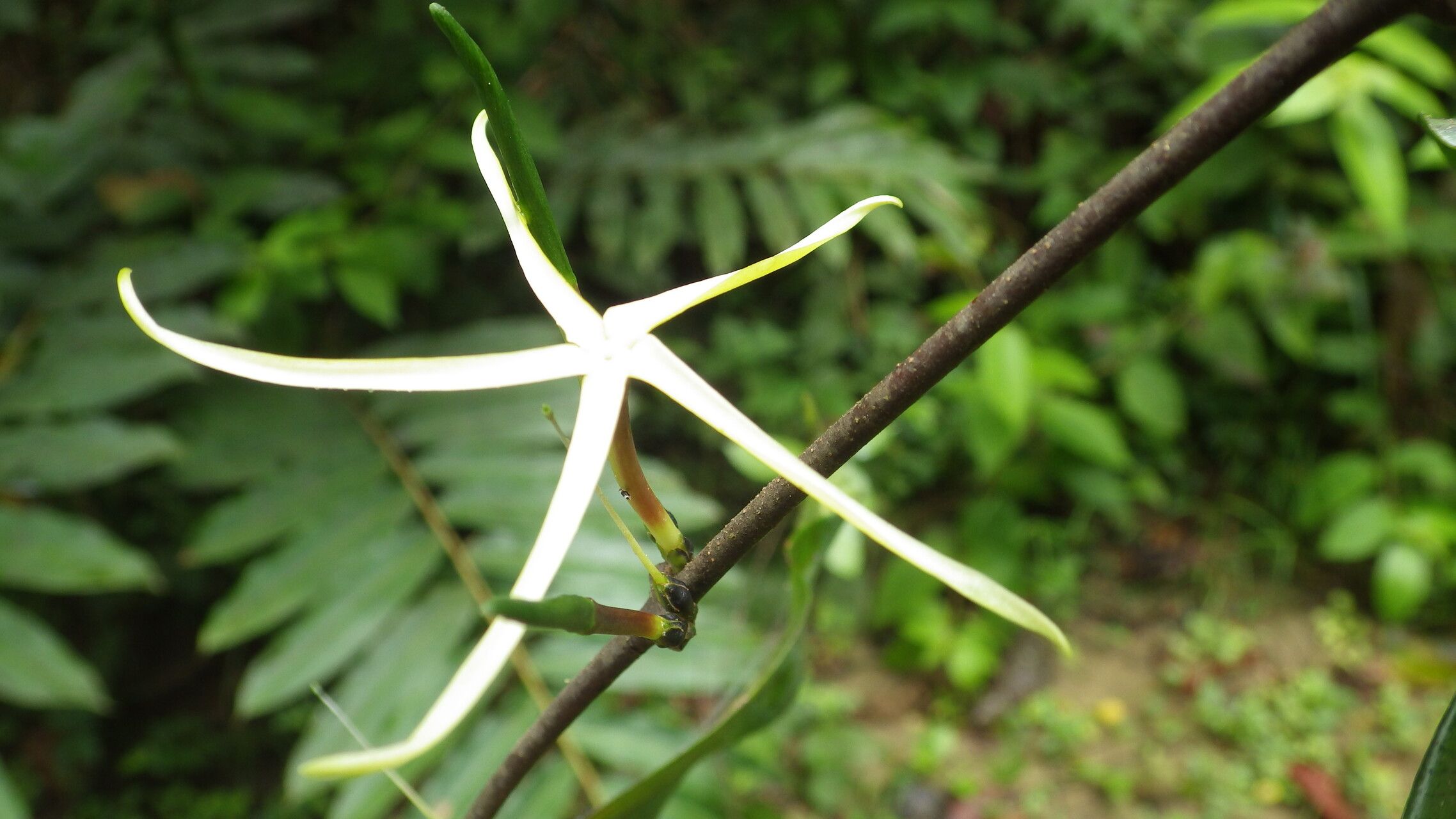 Landolphia stenogyna flower