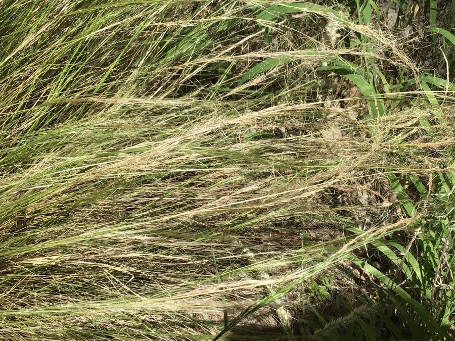 Melica ciliata — search result for 'Poaceae'