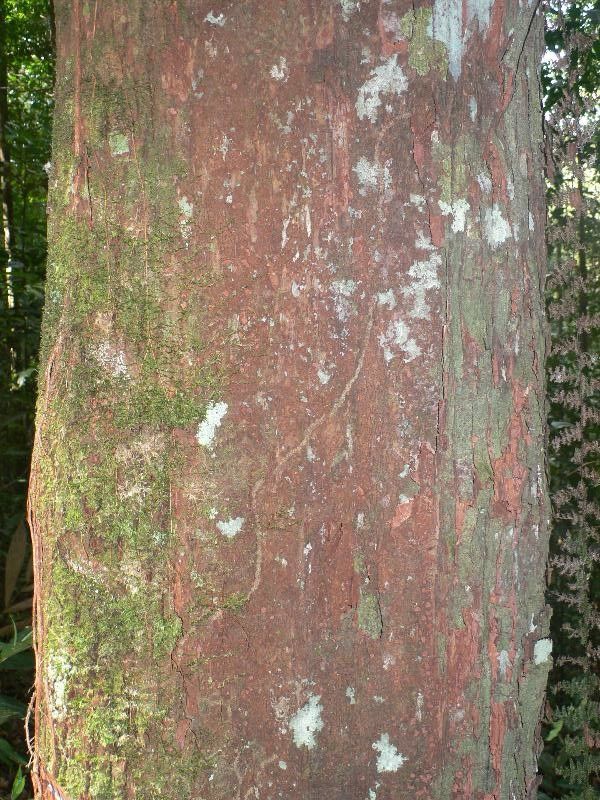 Pouteria virescens bark
