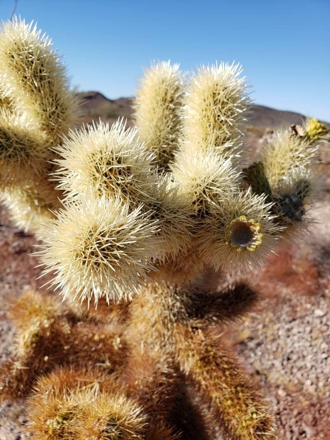 Cylindropuntia bigelovii leaf
