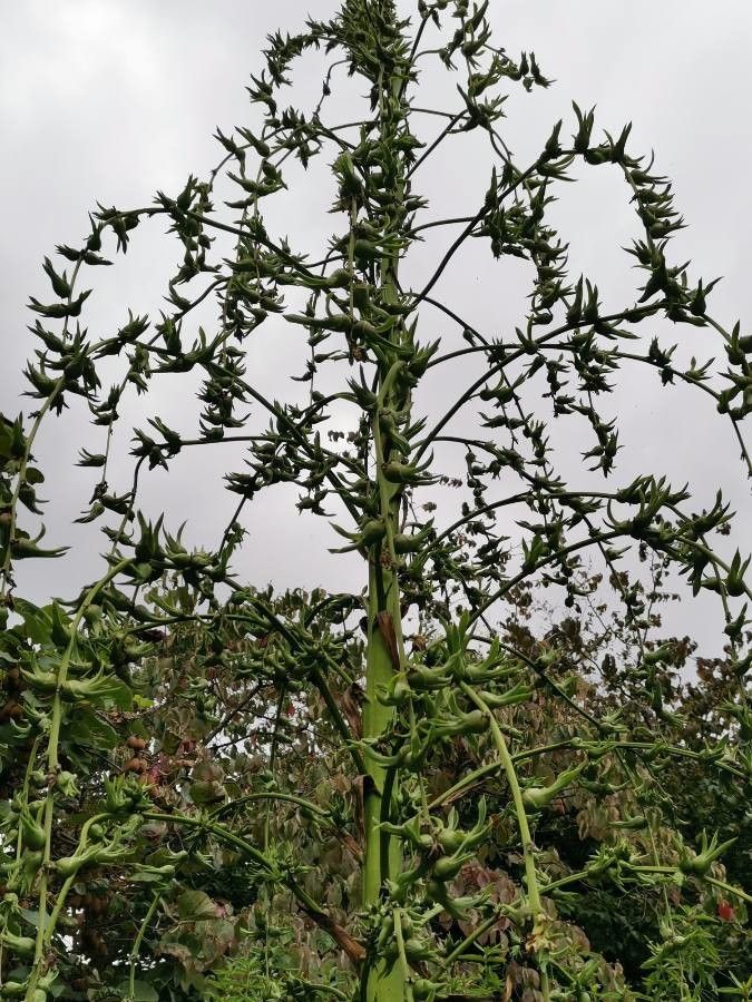 Furcraea parmentieri habit