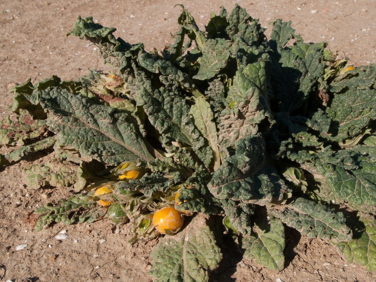 Mandragora officinarum fruit