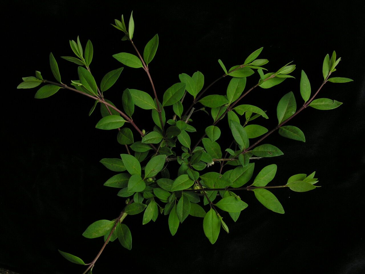 Lonicera angustifolia habit