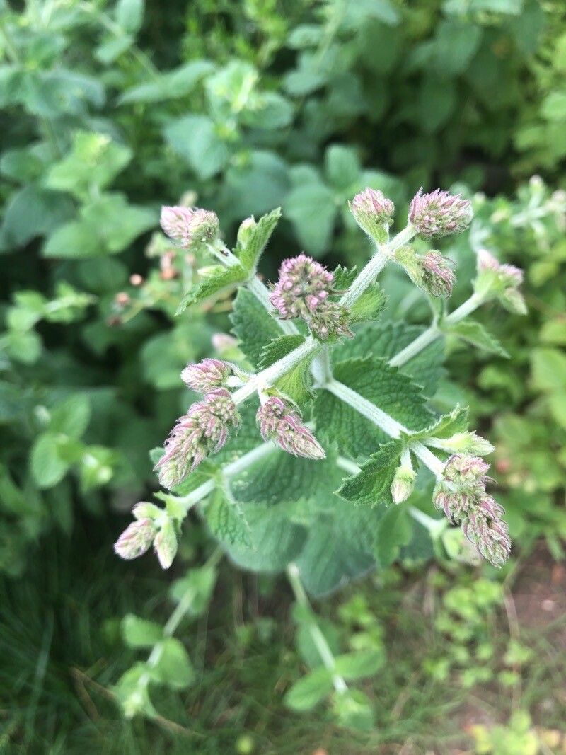 Mentha × villosa flower
