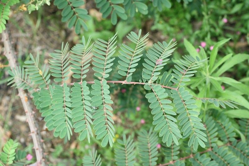 Caesalpinia decapetala — search result for 'Sri Lanka'