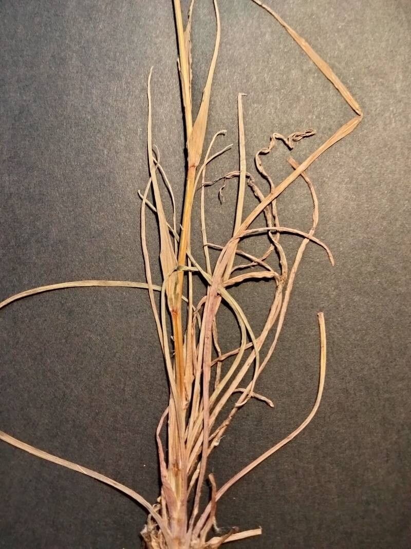 Tragopogon pterocarpus — search result for 'Tragopogon'