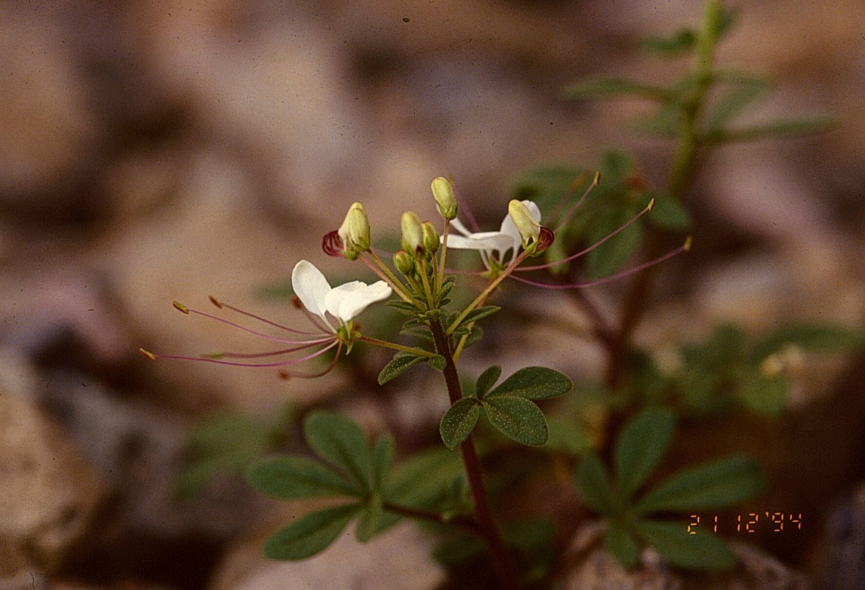 Cleome chilensis — houseplant care guide