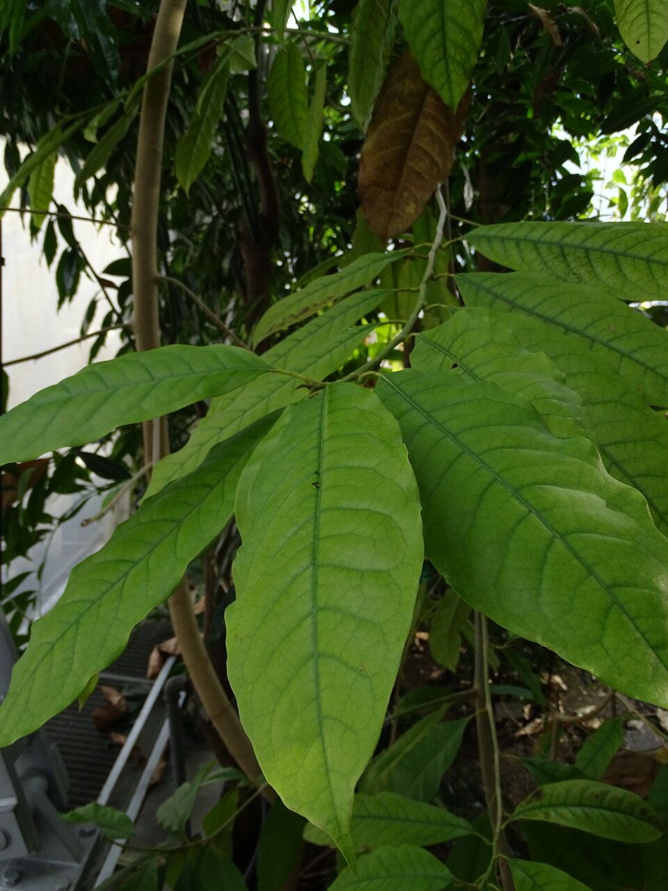 Magnolia garrettii leaf