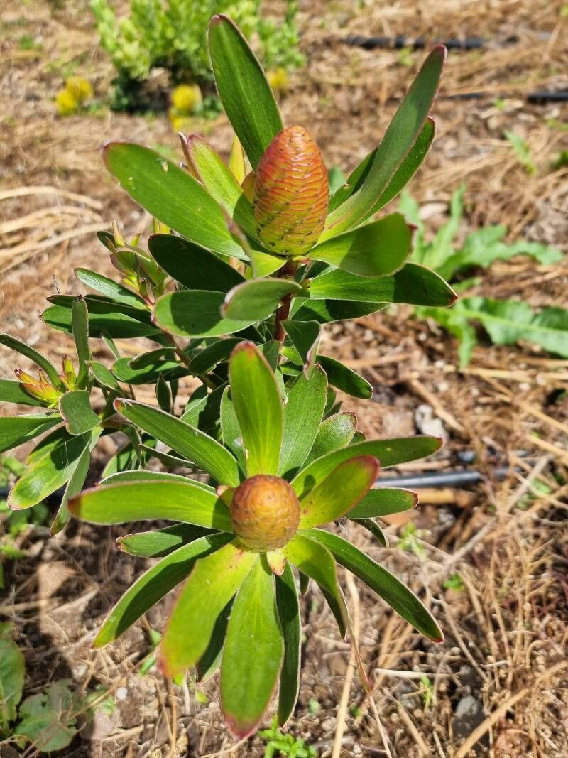 Leucadendron strobilinum — search result for 'Proteaceae'
