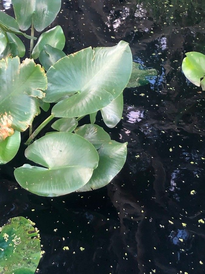 Nuphar advena — related species from the same genus