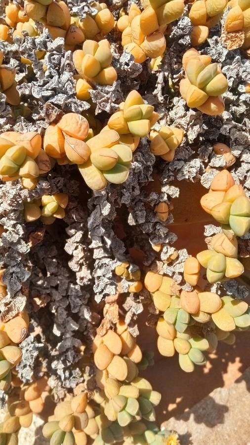 Corpuscularia lehmannii bark