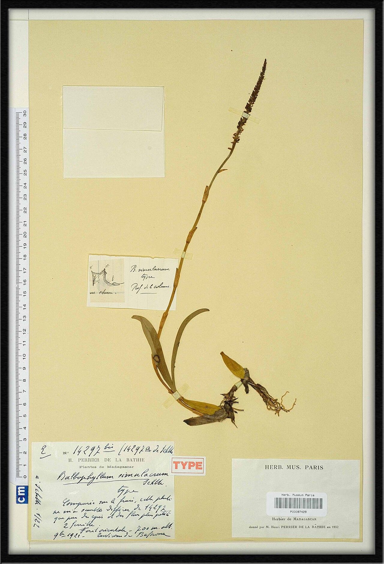 Bulbophyllum rubrigemmum — houseplant care guide