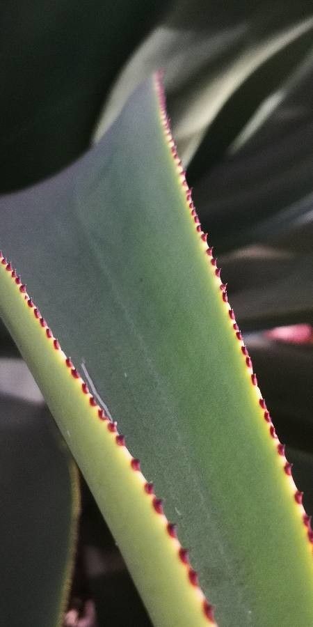 Agave anomala leaf