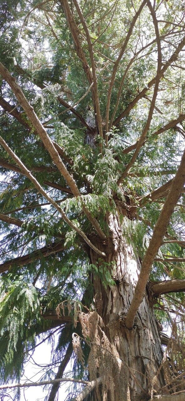 Taiwania cryptomerioides habit