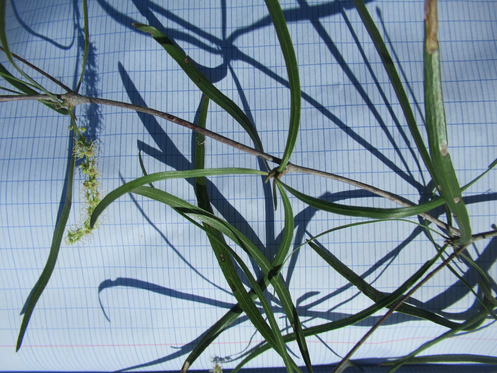 Terminalia mantaliopsis — houseplant care guide