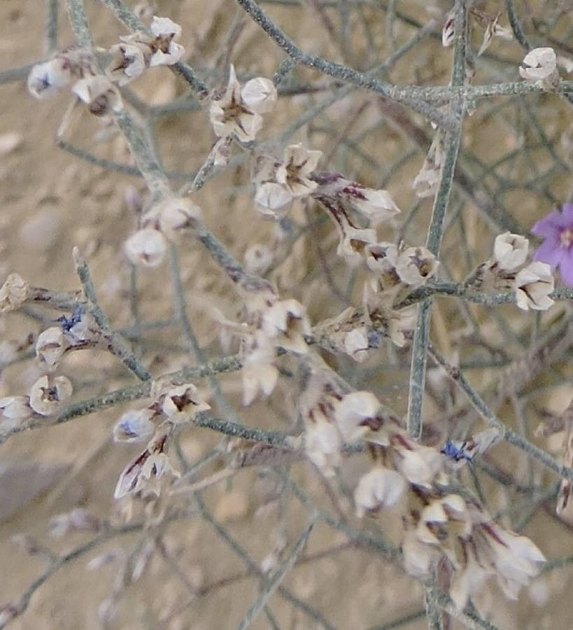 Limonium catalaunicum fruit
