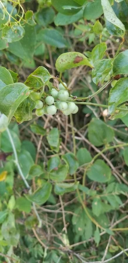 Smilax glauca fruit