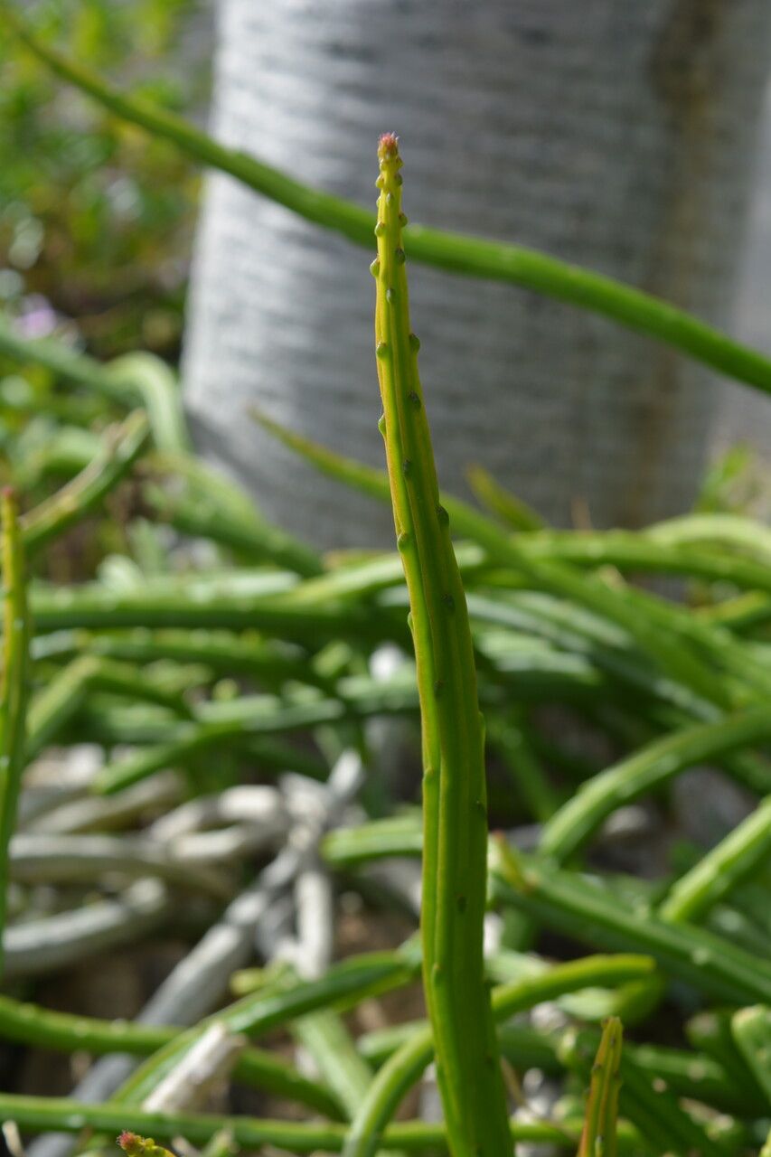 Selenicereus wercklei bark