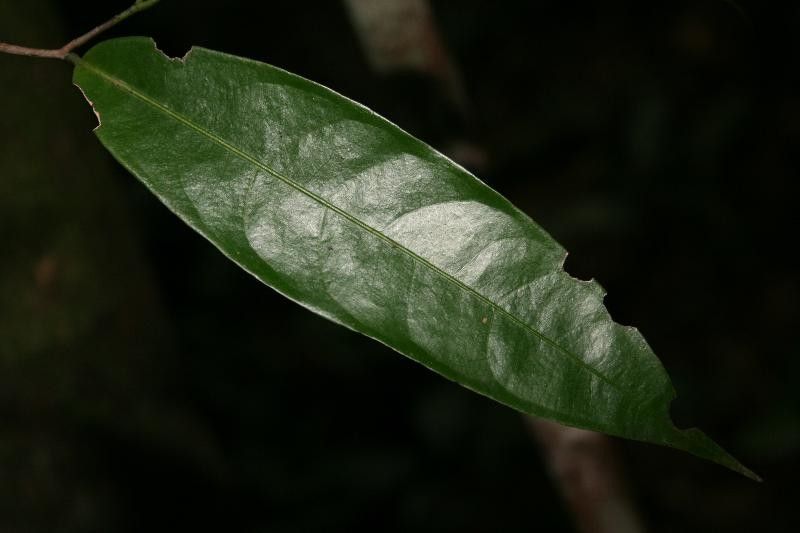 Eschweilera micrantha leaf