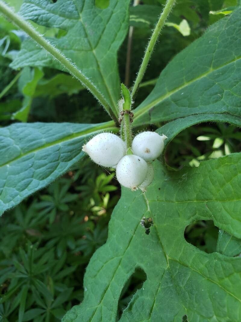 Triosteum pinnatifidum fruit