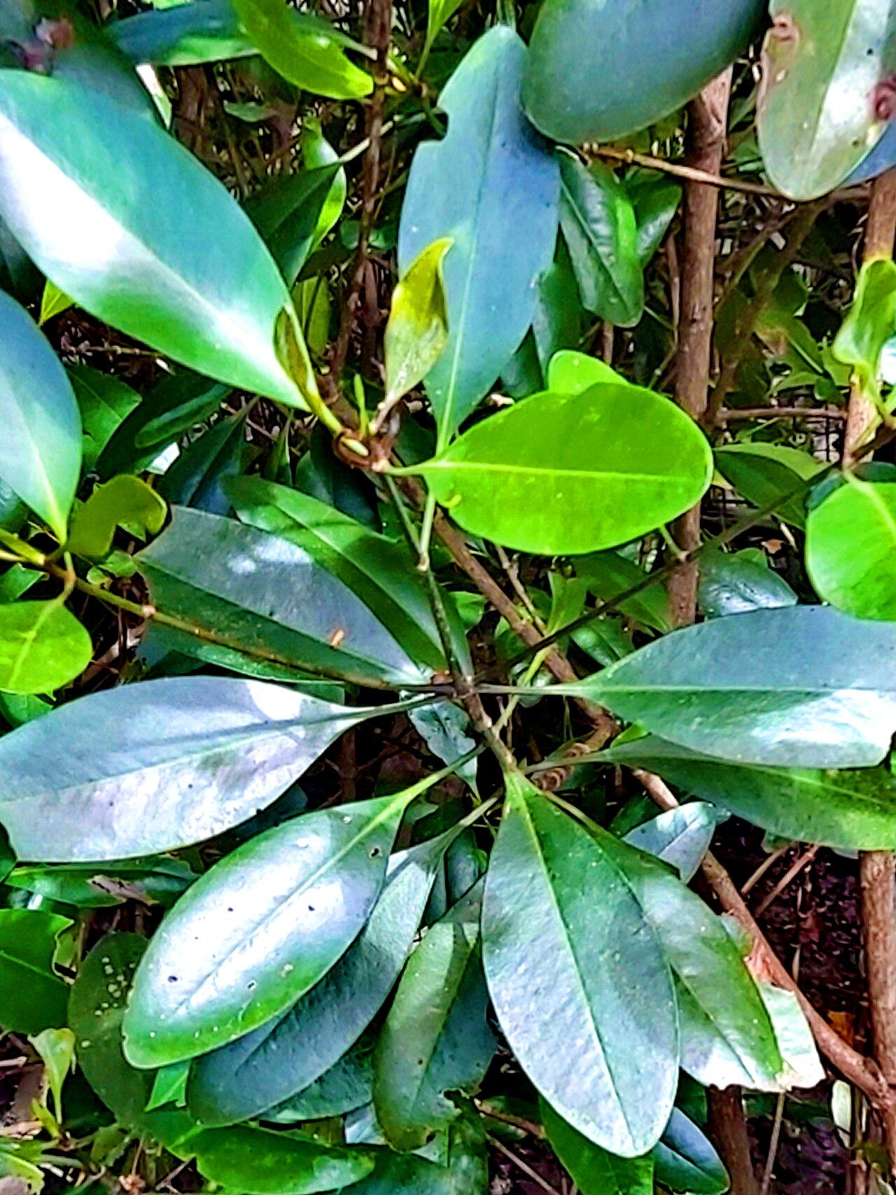 Ceriops pseudodecandra — related species from the same genus