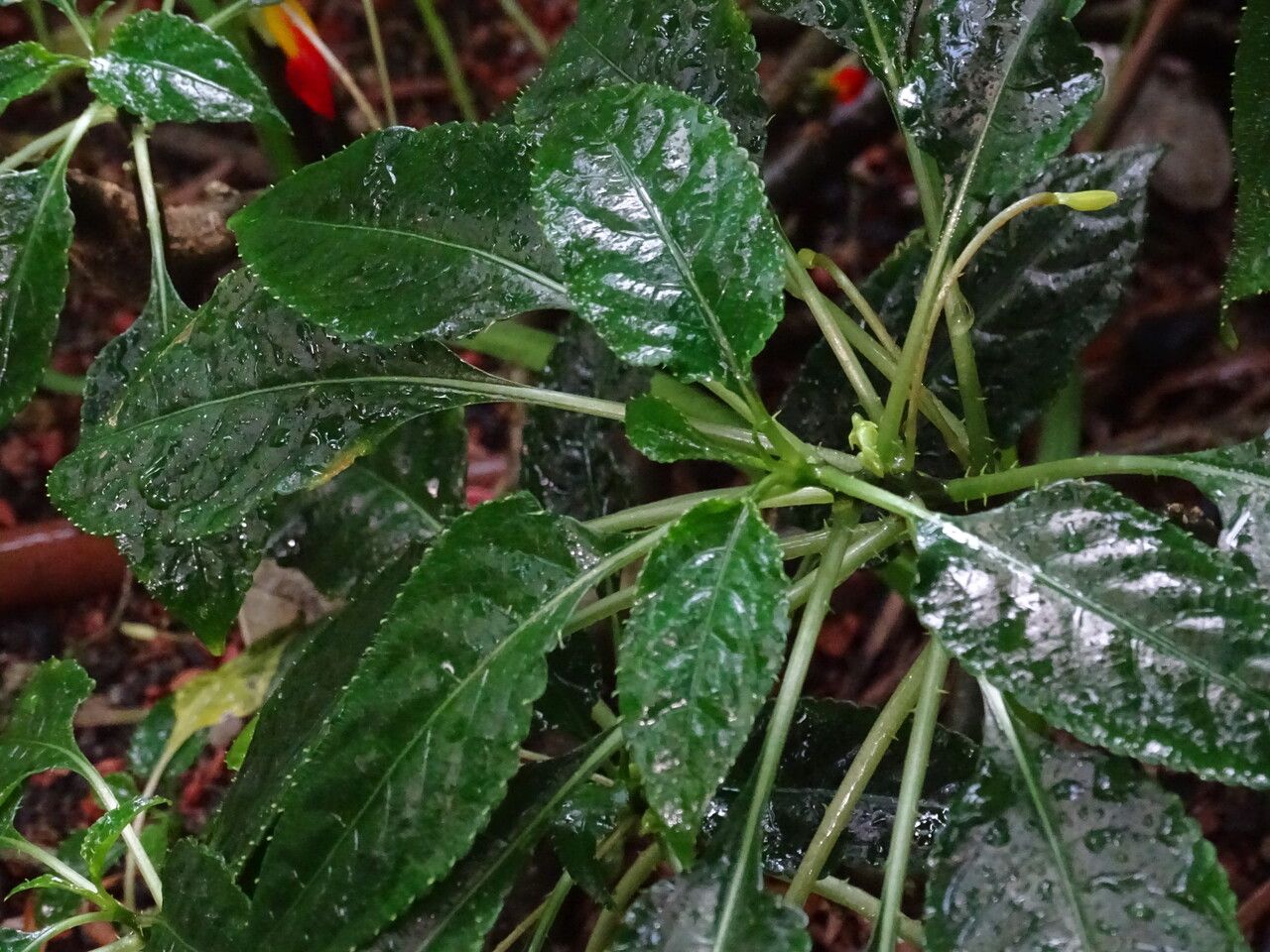 Impatiens niamniamensis — search result for 'Congo'