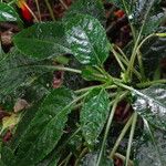 Impatiens niamniamensis