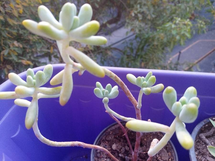 Sedum allantoides leaf