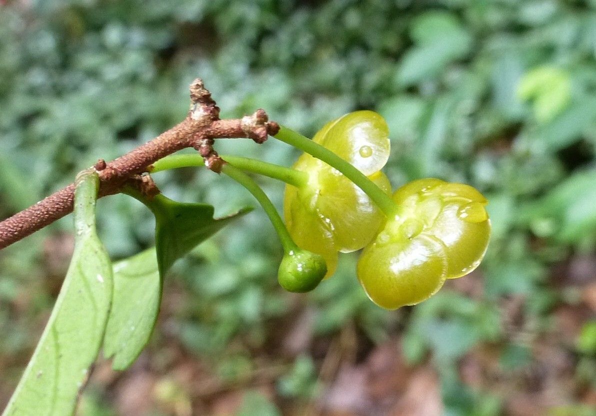 Salacia zenkeri fruit
