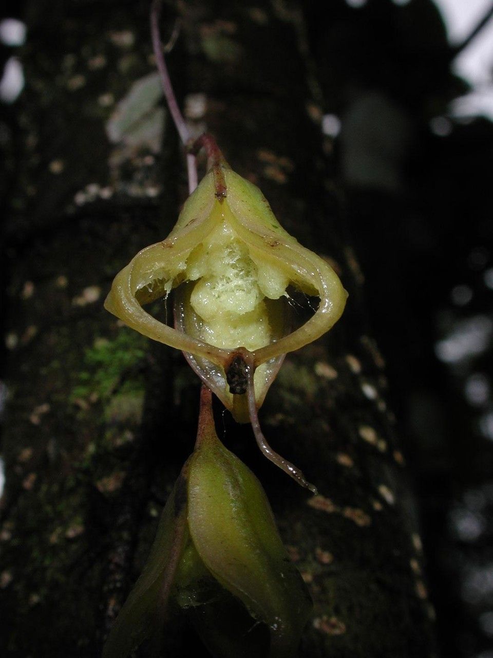 Leochilus labiatus fruit