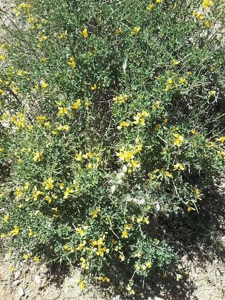 Genista corsica flower