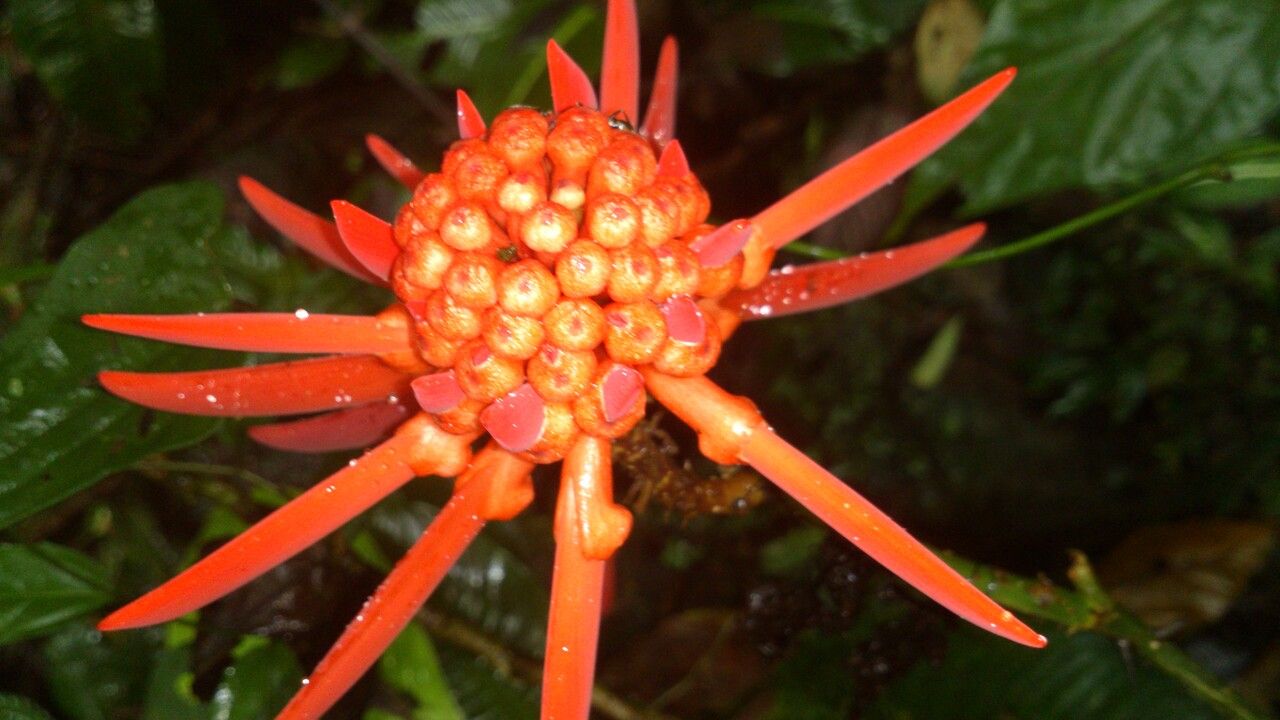 Erythrina gibbosa flower