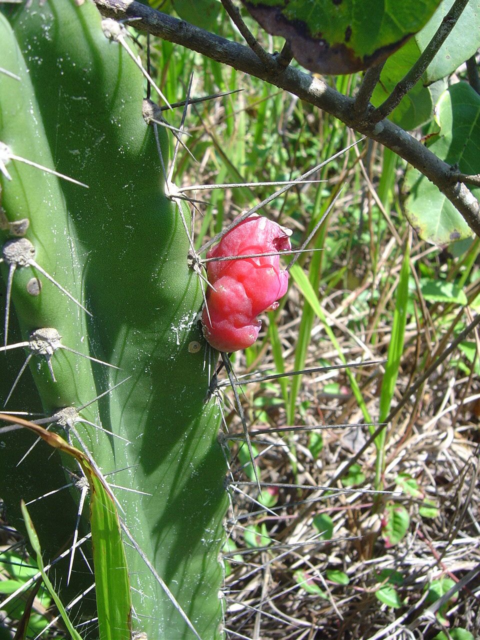 Cereus fernambucensis