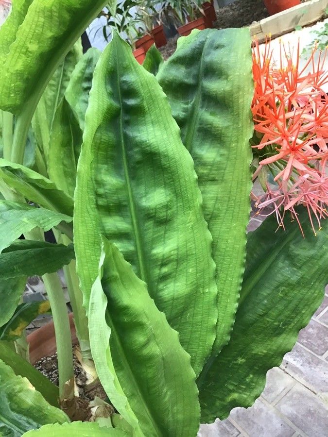 Scadoxus multiflorus