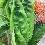 Scadoxus multiflorus