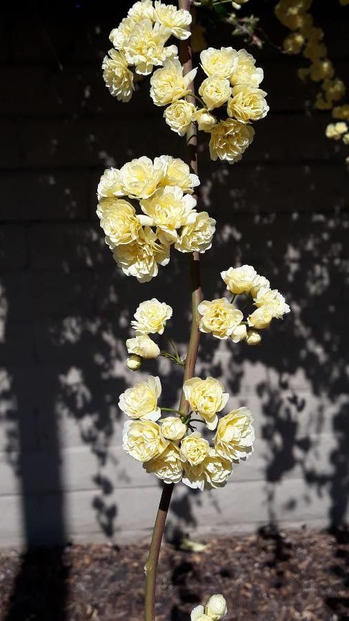 Pseudognaphalium luteoalbum — search result for 'Helichrysum'