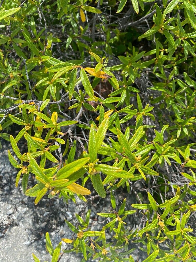 Varronia bahamensis — related species from the same genus