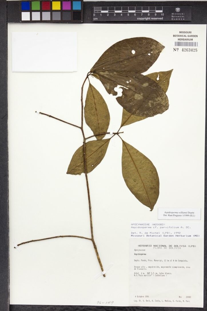 Aspidosperma williamii — houseplant care guide