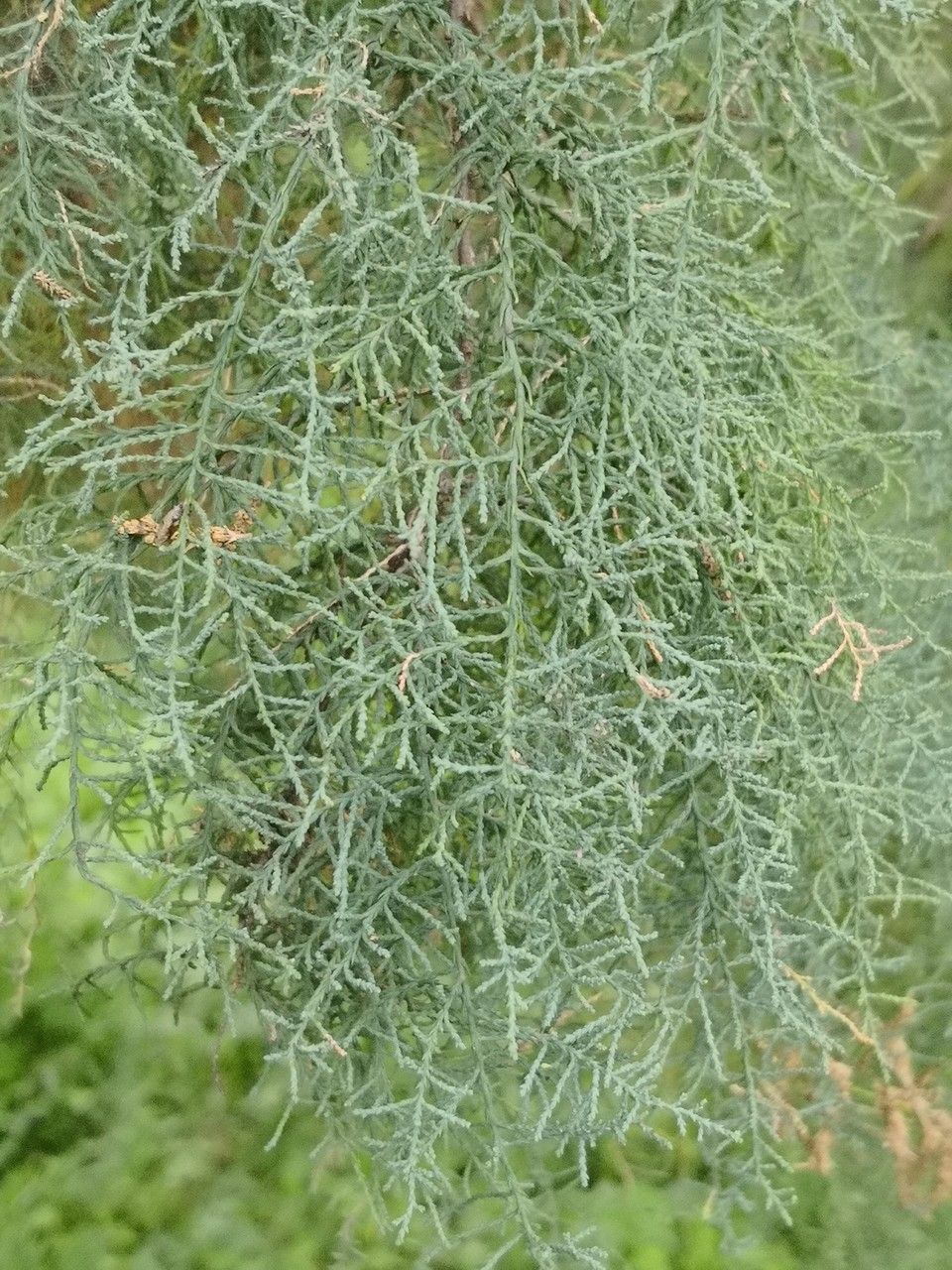 Tamarix chinensis