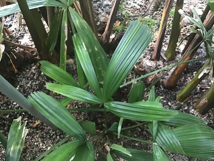 Licuala spinosa — search result for 'Licuala'