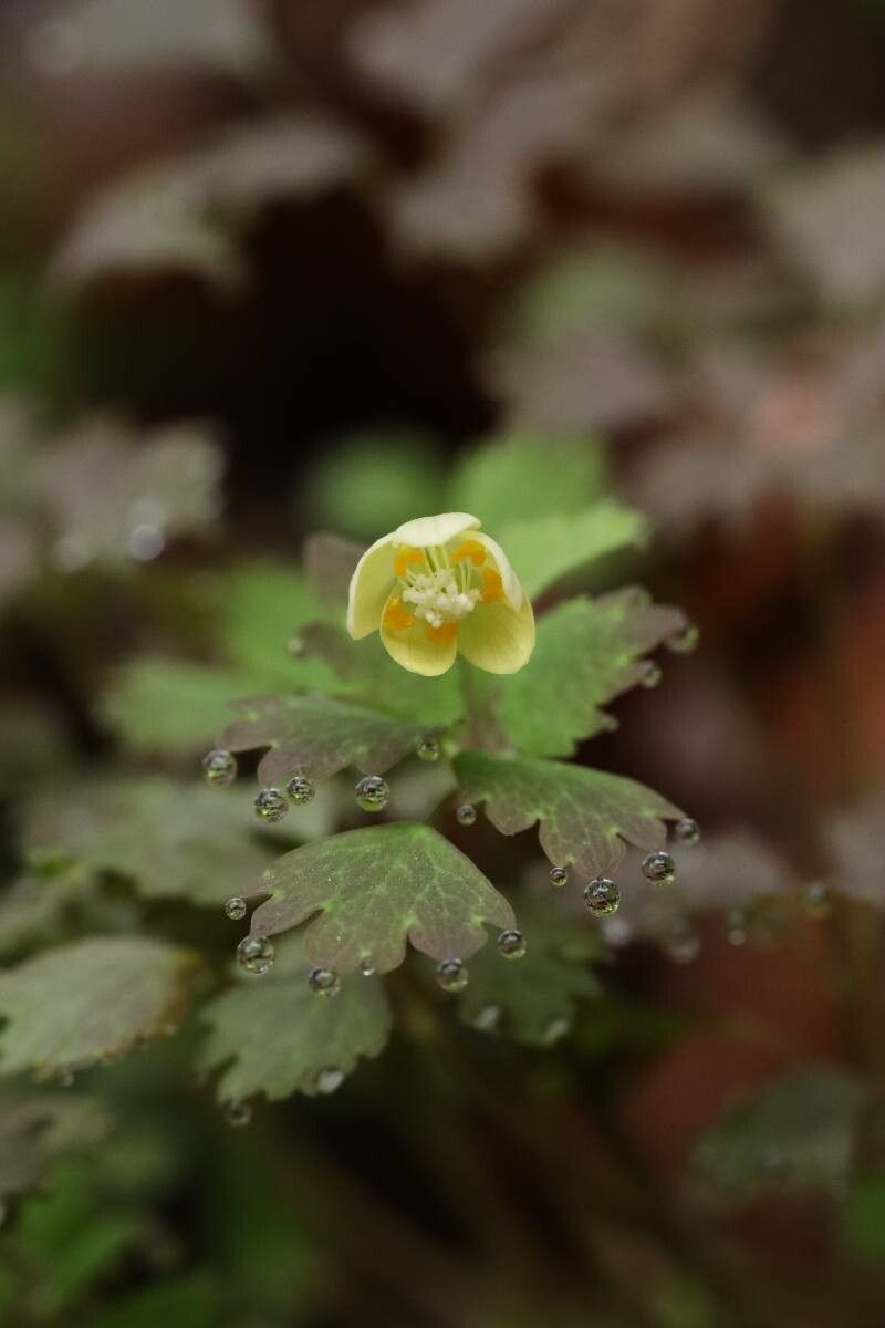 Dichocarpum trachyspermum flower