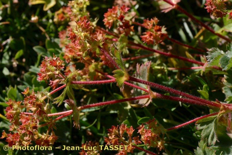 Alchemilla colorata bark