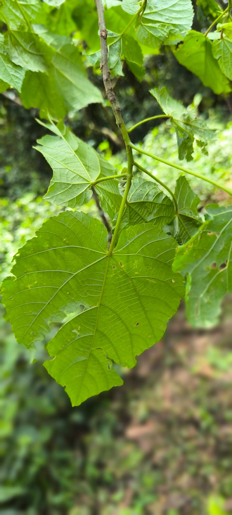 Dombeya kirkii — search result for 'Dombeya'
