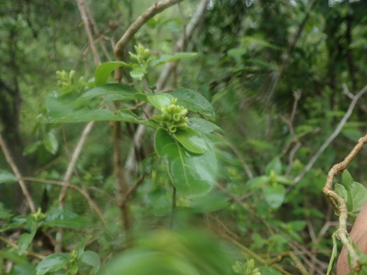 Hypoestes cochlearia — houseplant care guide