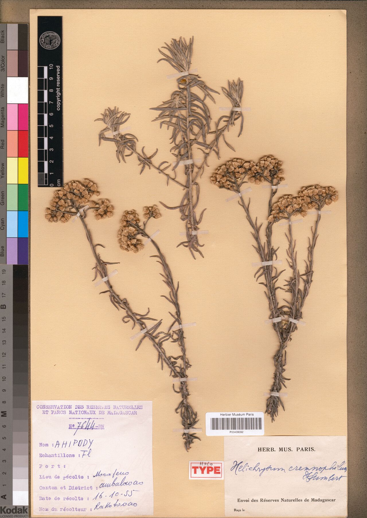 Helichrysum cremnophilum — houseplant care guide