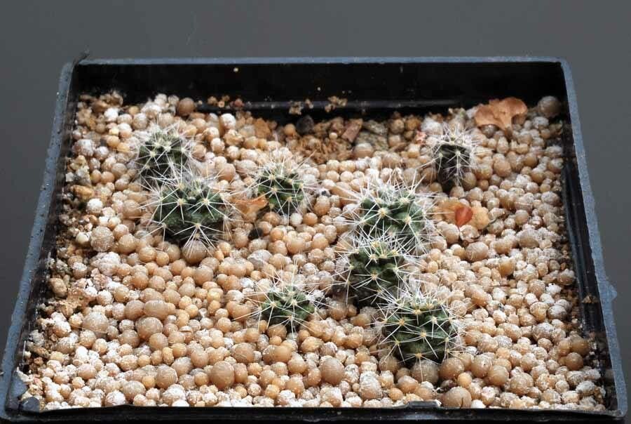 Eriosyce garaventae — houseplant care guide