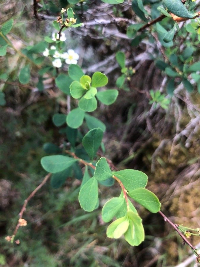 Spiraea hypericifolia
