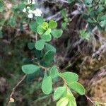 Spiraea hypericifolia