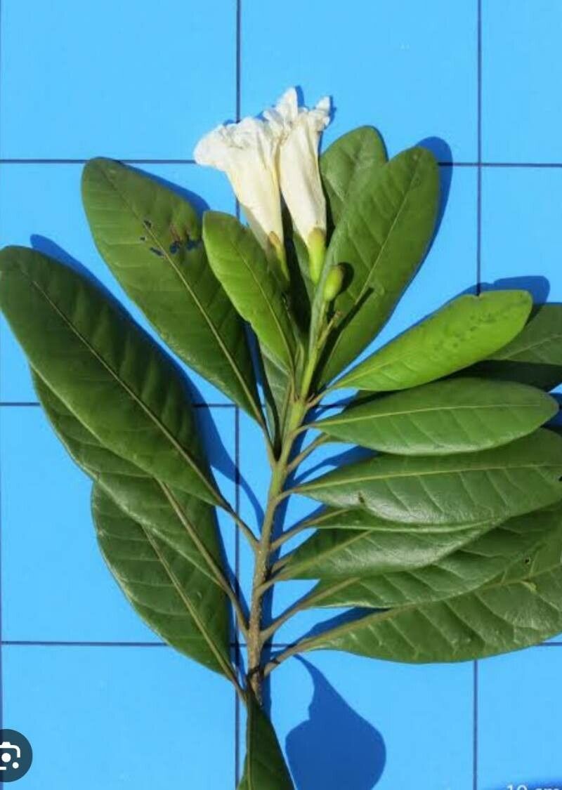 Tabebuia cassinoides — related species from the same genus
