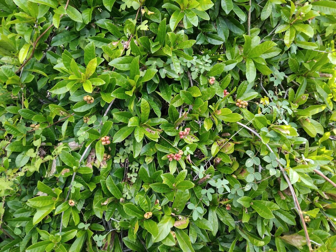 Tetracera rutenbergii habit